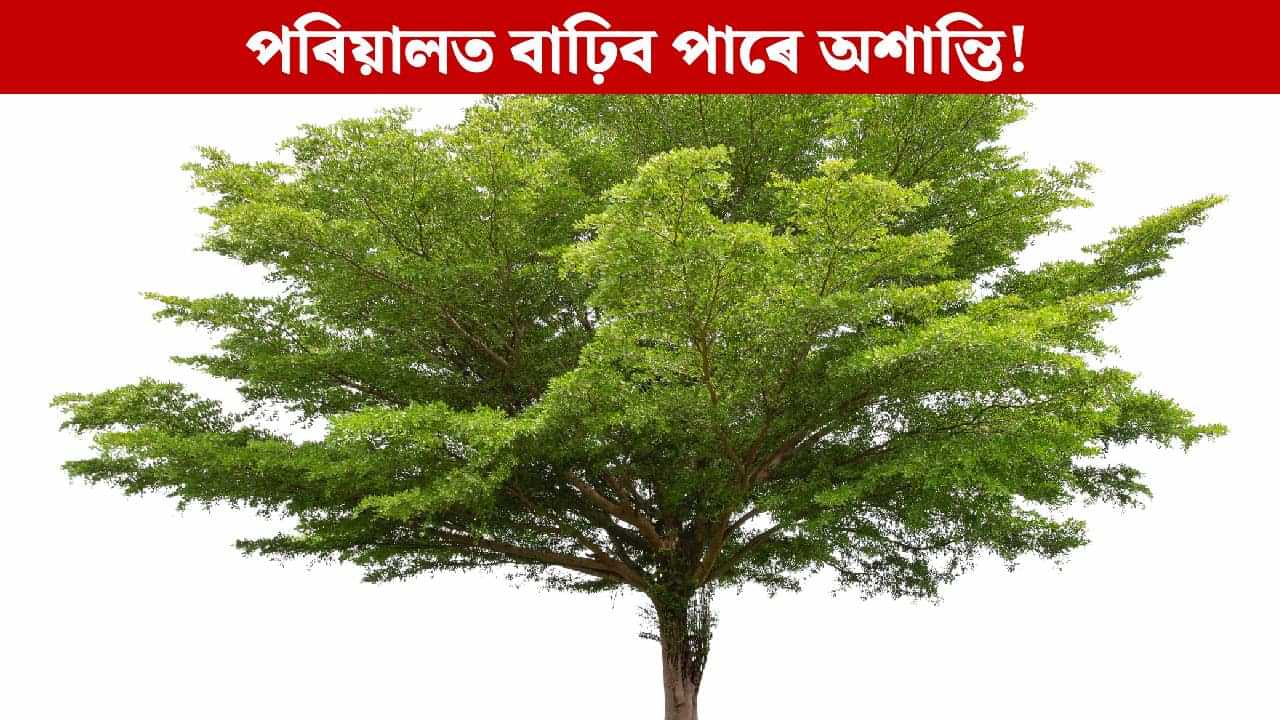 ঘৰৰ বাৰিত থকা এই ৪ বিধ গছ ভুলতেও কাটিব নালাগে, কোনবোৰ উদ্ভিদে সমৃদ্ধি আৰু সুৰক্ষা কঢ়িয়াই আনে ? জানক ঘৰৰ বাৰিত থকা এই ৪ বিধ গছ ভুলতেও কাটিব নালাগে, কোনবোৰ উদ্ভিদে সমৃদ্ধি আৰু সুৰক্ষা কঢ়িয়াই আনে ? জানক