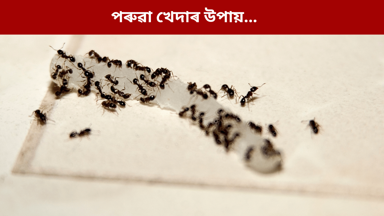 খাদ্যৰ পৰা বিচনাখনলৈ সকলোতে পৰুৱা নেকি? তেন্তে জানক ইয়াক খেদাৰ ৪টা সহজ আৰু ঘৰুৱা উপায়... খাদ্যৰ পৰা বিচনাখনলৈ সকলোতে পৰুৱা নেকি? তেন্তে জানক ইয়াক খেদাৰ ৪টা সহজ আৰু ঘৰুৱা উপায়...