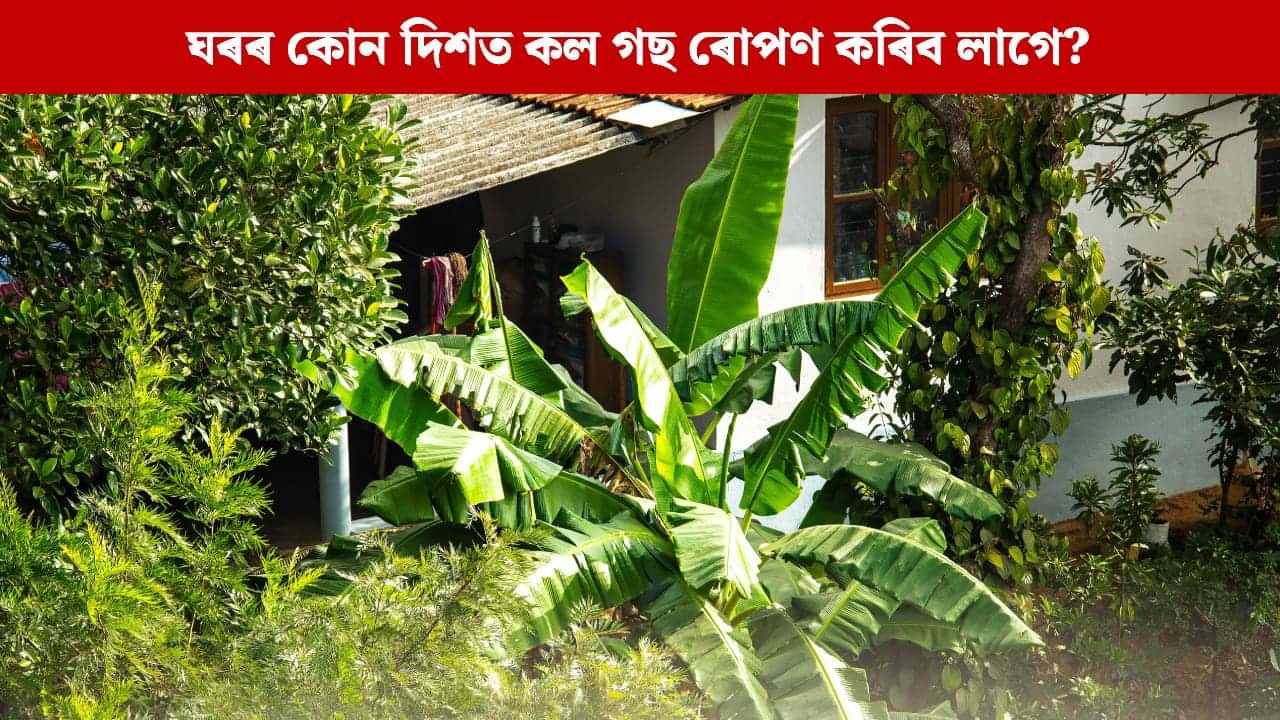 ঘৰৰ এই দিশত ৰোপণ কৰক কল গছ, বাঢ়িব ধন-সম্পত্তি; বাস্তু শাস্ত্ৰই দিছে বিধান ঘৰৰ এই দিশত ৰোপণ কৰক কল গছ, বাঢ়িব ধন-সম্পত্তি; বাস্তু শাস্ত্ৰই দিছে বিধান