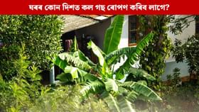 ঘৰৰ এই দিশত ৰোপণ কৰক কল গছ, বাঢ়িব ধন-সম্পত্তি; বাস্তু শাস্ত্ৰই দিছে বিধান...