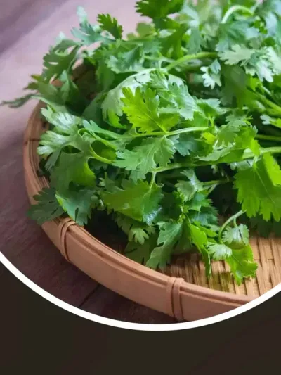 হজম শক্তি বৃদ্ধি কৰাত সহায় কৰে ধনিয়া পাতে, জানক কি কি উপকাৰীতা আছে ধনিয়া…