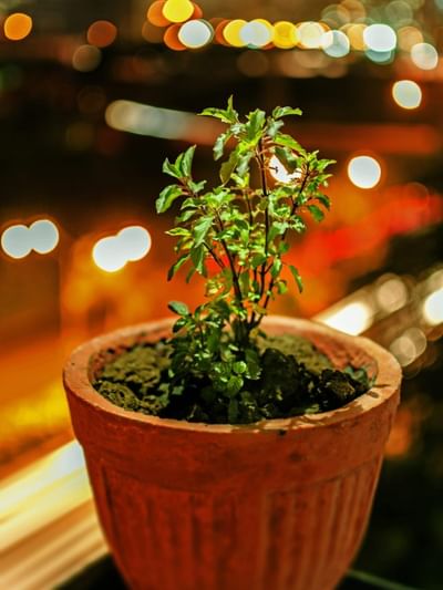 তুলসী পূজাৰ সময়ত কি কি সামগ্ৰী দিব নালাগে? নীতি-নিয়ম জানক