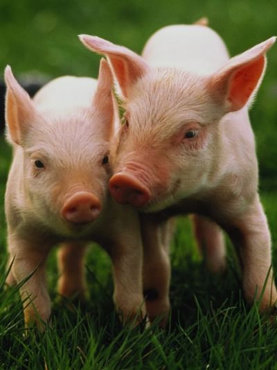 আপোনাৰ গাহৰিৰ পাম আছে নেকি? আফ্ৰিকান ছোৱাইন ফিভাৰৰ সংক্ৰমণ কেনেকৈ ৰোধ কৰিব? জানক