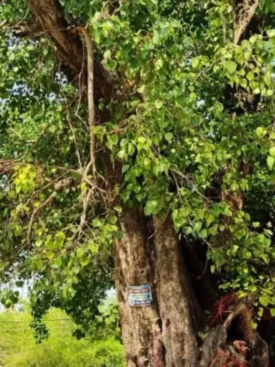 ঘৰত আহত গছ গজি উঠাটো শুভ নে অশুভ? জানক…