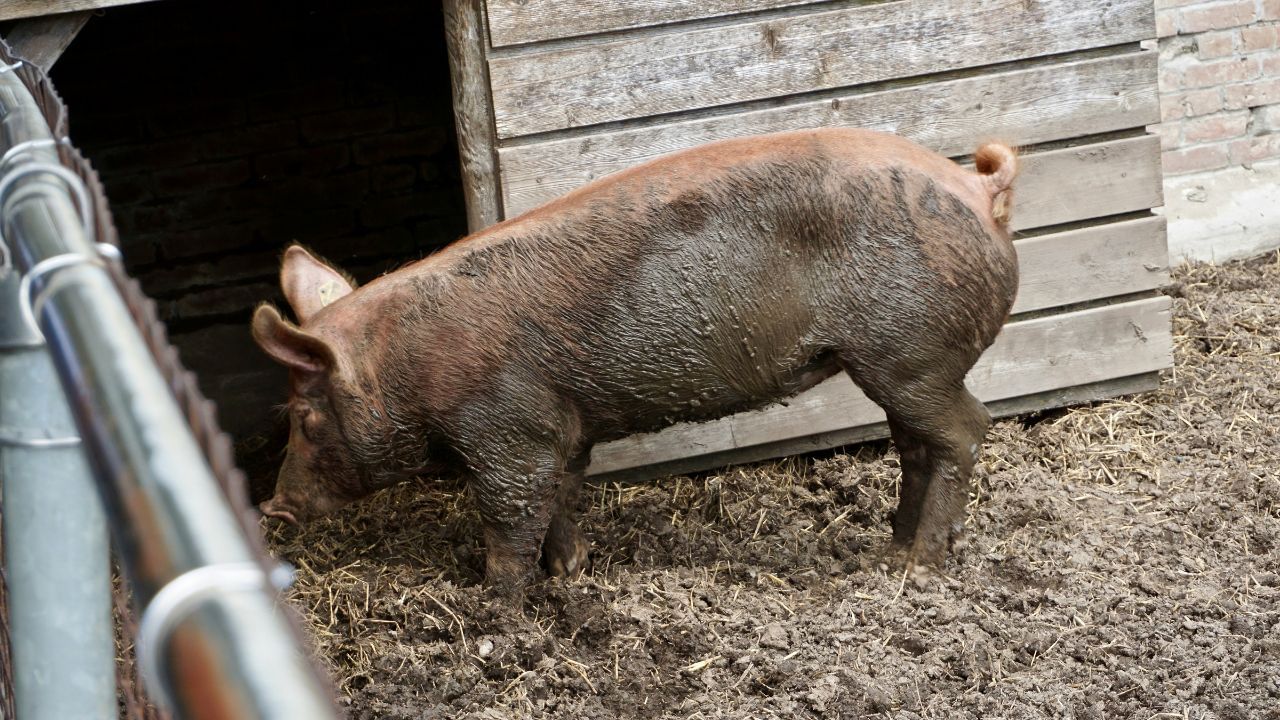 অসম চৰকাৰৰ পশুপালন আৰু পশু চিকিৎসা বিভাগে দেওবাৰে এক জাননী জাৰি কৰি আন্তঃজিলা গাহৰি সৰবৰাহত নিষেধাজ্ঞা আৰোপ কৰিছে। ইয়াৰ সমান্তৰালকৈ ৰাজ্যৰ ৭ খন জিলাত গাহৰি মাংসৰ বিক্ৰীৰ ওপৰত নিষেধাজ্ঞা আৰোপ কৰা হৈছে।