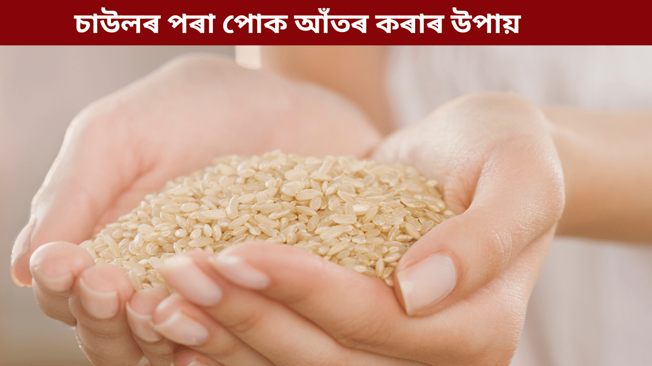 চাউলৰ পৰা পোক আঁতৰ কৰাৰ ৫টা সহজ আৰু ঘৰুৱা উপায়, জানক…