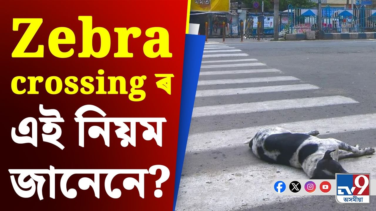 জেব্ৰা ক্ৰছিঙত দুৰ্ঘটনা হ’লে পথচাৰীয়ে কি কি সুবিধা লাভ কৰিব?