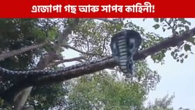বিশ্বাসে মিলয় হৰি! এজোপা গছ আৰু এডাল সাপৰ আচৰিত কাহিনী