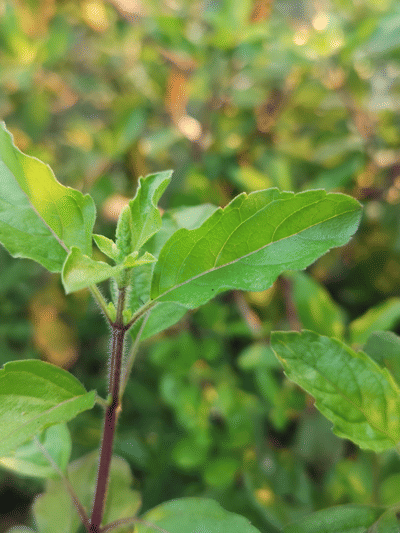 প্ৰতিদিনে খালী পেটত তুলসী পাত চোবালে কি লাভ হয়? জানক সকলো…
