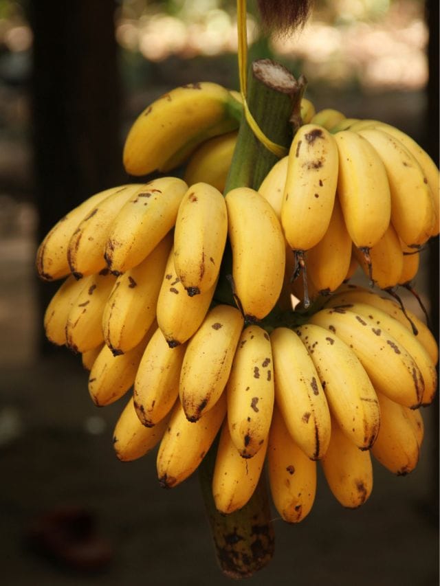 কিদৰে চিনিব ৰাসায়নিক দ্ৰৱ্য ব্যৱহাৰেৰে পকোৱা কল? চাওক এই সহজ টিপছ্