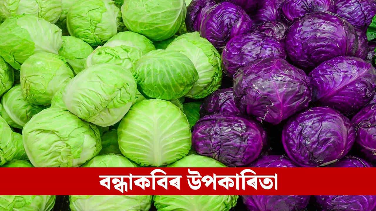 Cabbage: শীতকালত এইসকল লোকে ভুলতো নাখাব বন্ধাকবি, বাঢ়িব বিপদ... Cabbage: শীতকালত এইসকল লোকে ভুলতো নাখাব বন্ধাকবি, বাঢ়িব বিপদ...