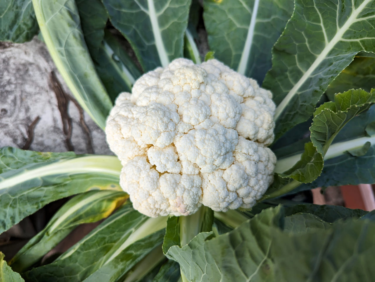 ফুলকবিত আয়ডিন কম। ফলস্বৰূপে, থাইৰইড গ্ৰন্থিৰ কাৰ্যপ্ৰণালী হ্ৰাস হয়। যিসকলে হাইপোথাইৰয়ডিজম বা একেধৰণৰ সমস্যাত ভুগে, তেওঁলোকে ফুলকবি নোখোৱাই মংগল।