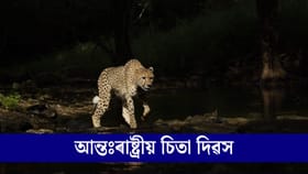 ভাৰতত কেনেকৈ জীয়াই আছে তথা বংশবৃদ্ধি হৈছে চিতাবাঘৰ?