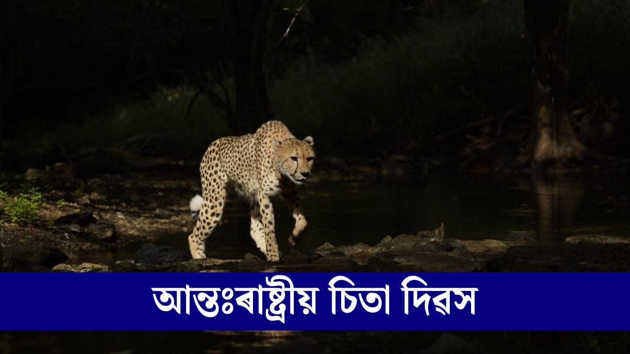 ভাৰতত কেনেকৈ জীয়াই আছে তথা বংশবৃদ্ধি হৈছে চিতাবাঘৰ?