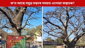 ক’ত আছে সমুদ্ৰ মন্থনৰ সময়ত ওলোৱা ১৪ ৰত্নৰ অন্যতম কল্পতৰু?