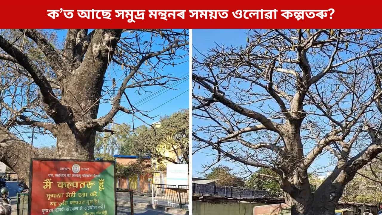 ক’ত আছে সমুদ্ৰ মন্থনৰ সময়ত ওলোৱা ১৪ ৰত্নৰ অন্যতম কল্পতৰু? জানি লওক এতিয়াই