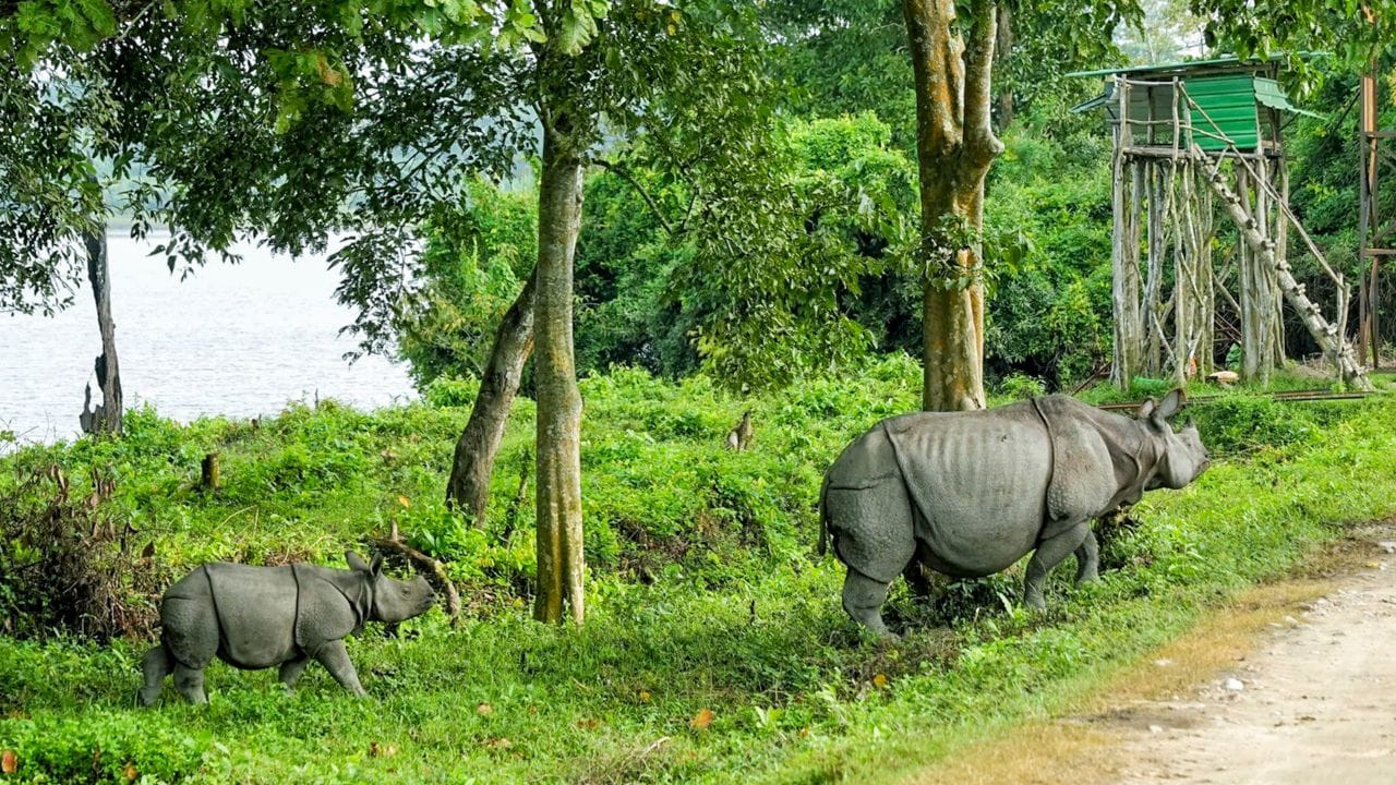 Kaziranga National Park 