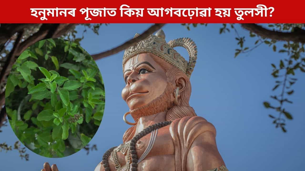 হনুমানৰ পূজাত কিয় আগবঢ়োৱা হয় তুলসী? আঁৰৰ এই ধাৰ্মিক মহত্ব জানি লওক এতিয়াই...