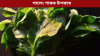 একেৰাহে কেইবাদিন পালেং শাক খালে কি হ’ব? জানক ৫টা উপকাৰী গুণ…