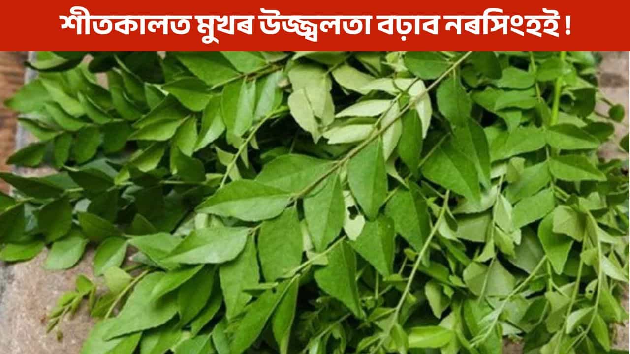 শীতকালত নৰসিংহৰ পাতে উজ্জ্বল কৰিব আপোনাৰ ছাল, মাথোঁ ব্যৱহাৰত নকৰিব ভুল!
