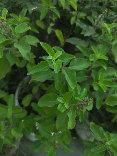 আপোনাৰ কলেষ্টেৰলৰ সমস্যা হ্ৰাস কৰিব পাৰে তুলসীয়ে! জানি লওক ব্যৱহাৰৰ সঠিক উপায়