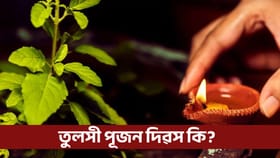 তুলসী পূজন দিৱসত কেনেদৰে কৰিব তুলসীক পূজা? জানক তুলসী পূজন দিৱসৰ তাৎপৰ্য...