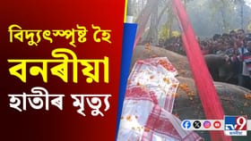 দক্ষিণ কামৰূপৰ উৰপুত বিদ্যুৎস্পৃষ্ট হৈ এটা বনৰীয়া হাতীৰ মৃত্যু