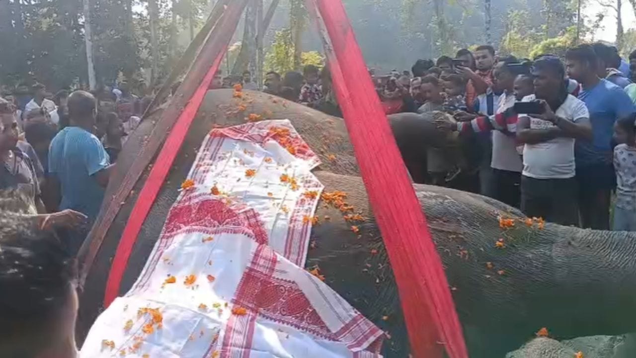 শেহতীয়া সময়ছোৱাত ৰাজ্যৰ ভিন্ন প্ৰান্তত বন্যহস্তীৰ কৰুণ মৃত্যুৰ খবৰ প্ৰকাশ পাইছে। ইয়াৰে বহুকেইটা ঘটনাত বিদ্যুৎস্পৃষ্ট হোৱাৰ বাবে হাতীৰ মৃত্যু ঘটা দেখা গৈছে। এতিয়া পুনৰ পোহৰলৈ আহিছে এনে এক শোকজনক খবৰ।