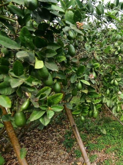 কাজিনেমু পাতে চুলিৰ কি কি সমস্যা নাইকিয়া কৰে ? ইয়াৰ উপকাৰিতা আৰু ব্যৱহাৰৰ টিপছ জানক