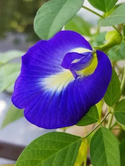 ঘৰত অপৰাজিতা ফুল ৰোপণ কৰাটো ভাল নে বেয়া? কি হয় জানক…