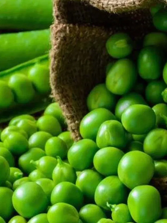 শীতকালত কেঁচা মটৰে সহায় কৰিব আপোনাক, উপকাৰ জানি হ'ব আচৰিত!