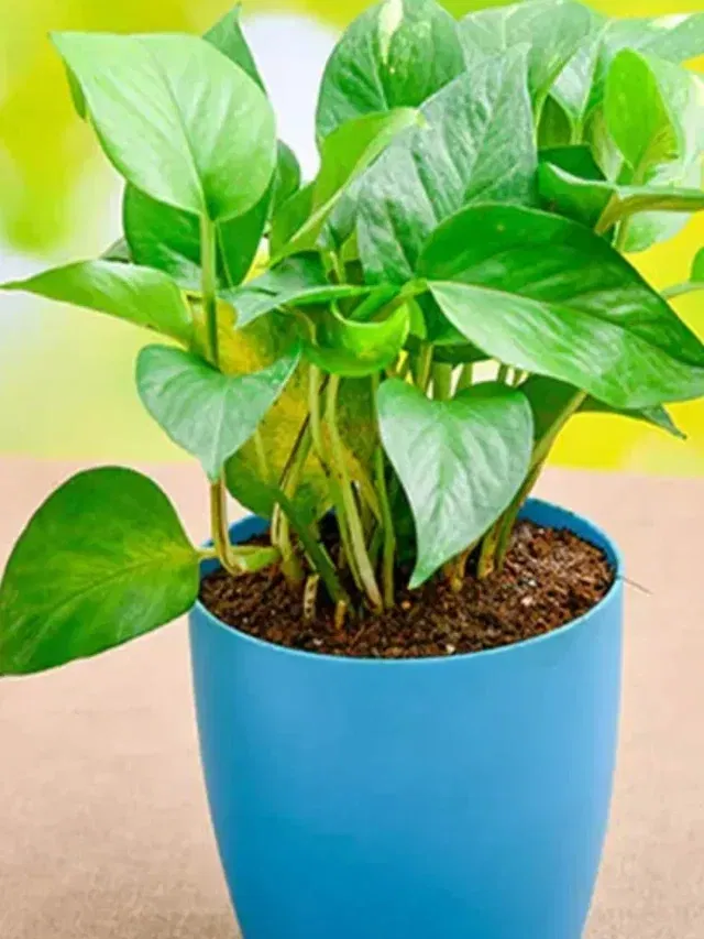 ঘৰৰ ভিতৰত মানি প্লাণ্ট ৰাখিলে সচাঁকৈ টকা আহে নেকি? কি হয় জানক…