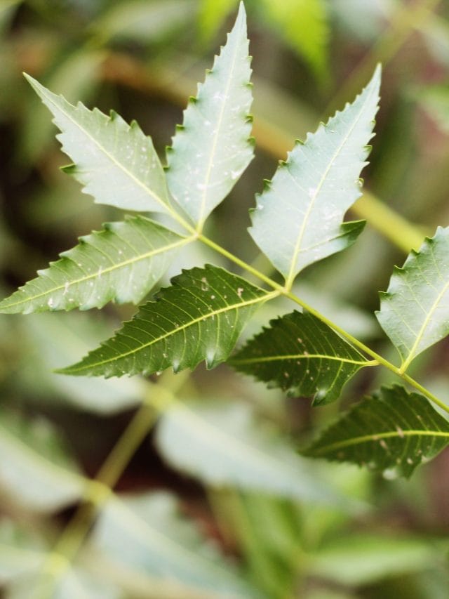 কি কি দিশত নিম পাত ব্যৱহাৰ কৰিব পাৰি ? ইয়াৰ ৬ টা বিশেষ উপকাৰিতা জানক