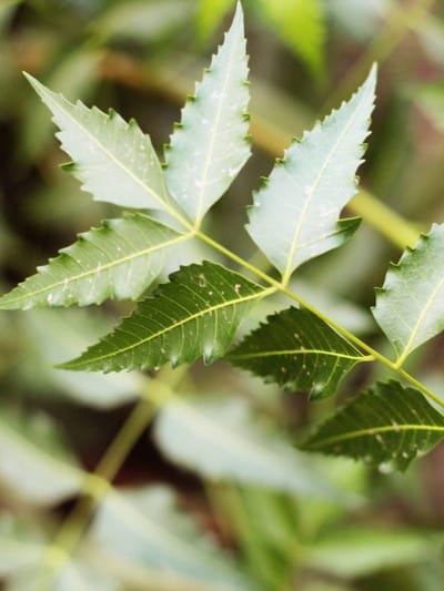 কি কি দিশত নিম পাত ব্যৱহাৰ কৰিব পাৰি ? ইয়াৰ ৬ টা বিশেষ উপকাৰিতা জানক