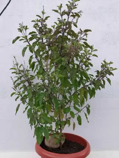 বুধবাৰে তুলসী ৰোপণ কৰিলে কি হয়? জানক…