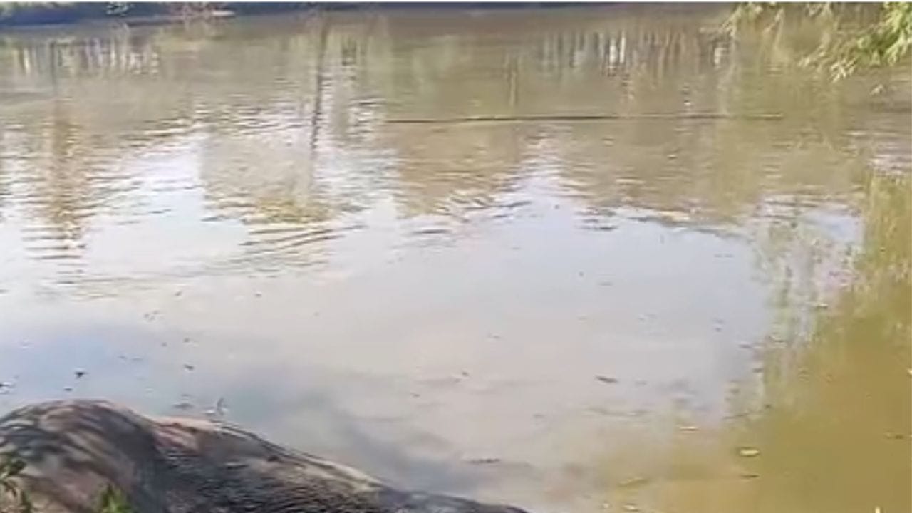 যোৱা নিশা কান্দুপুৰত খাদ্যৰ সন্ধানত ওলাই অহা বনৰীয়া হাতীটো বিদ্যুতৰ সংস্পৰ্শলৈ আহে। প্ৰায় ৮ ফুট উচ্চতাৰ বিদুৎ সংযোগী তাঁৰত লাগি বিদ্যুৎস্পৃষ্ট হৈ ওচৰতে থকা পুখুৰী এটাত বাগৰি পৰে হাতীটো। লগে লগে হাতীটোৱে শোকাৱহভাৱে প্ৰাণ হেৰুৱায়।