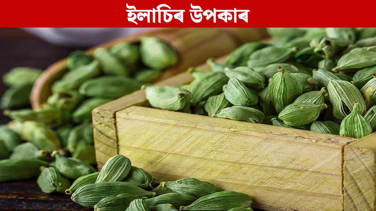 Cardamom Benefits: ৰাতি শোৱাৰ পূৰ্বে এটা সৰু ইলাচি খালে শৰীৰত কি পৰিৱৰ্তন হব? জানক... Cardamom Benefits: ৰাতি শোৱাৰ পূৰ্বে এটা সৰু ইলাচি খালে শৰীৰত কি পৰিৱৰ্তন হব? জানক...