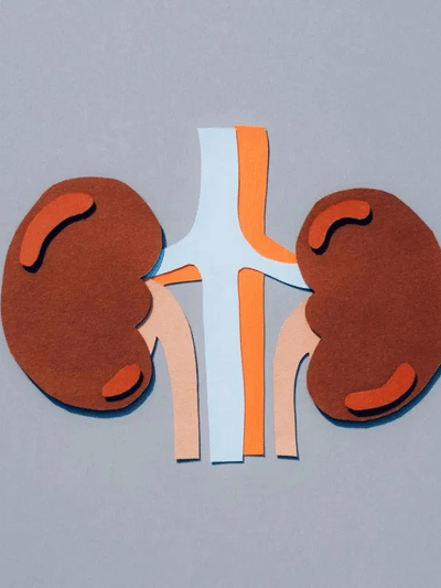 বৃক্ক থাকিব সুস্থ! মাত্ৰ খাবলৈ আৰম্ভ কৰক এইসমূহ খাদ্য…