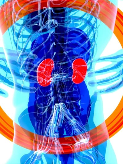 শীতকালত এইসমূহ বনৌষধি হৈ পৰে আপোনাৰ দেহৰ বন্ধু, বৃক্ক হৈ থাকে পৰিষ্কাৰ