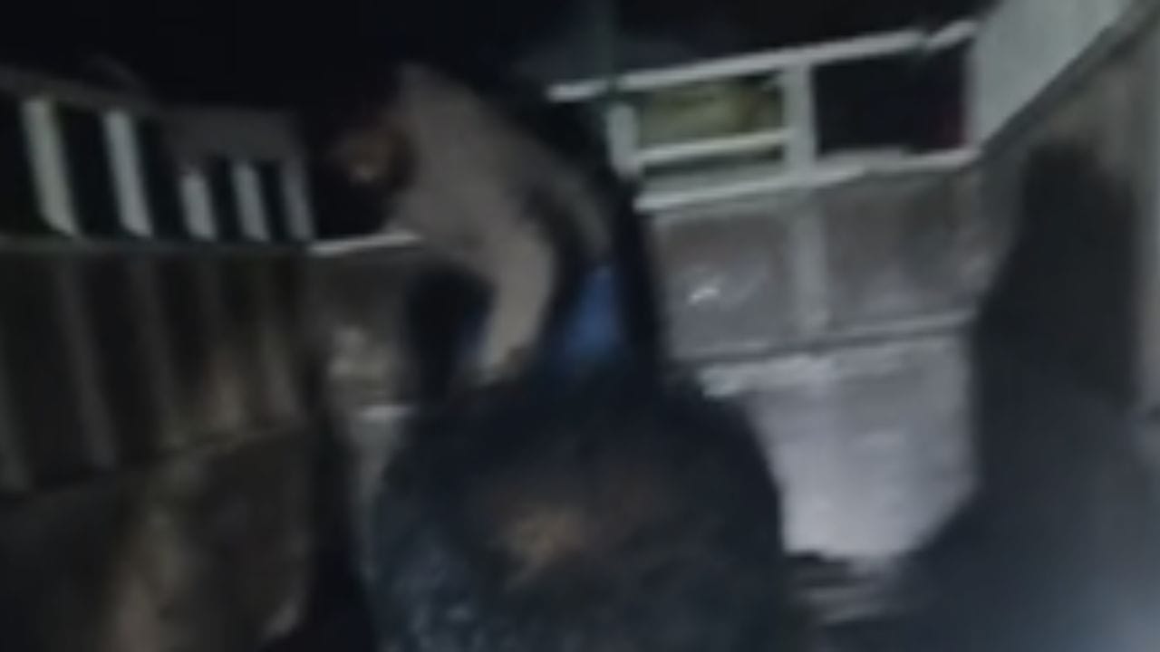 আৰক্ষীয়ে ইতিমধ্যে নিহত যুৱককেইজনক চিনাক্ত কৰিছে। যুৱক তিনিজনৰ নাম ক্ৰমে ৰাজদুল, মেহেদী আলম আৰু ছাকিল আহমেদ বুলি জানিব পৰা গৈছে। তিনিওজন যুৱক কাঞ্চনপুৰ গাঁৱৰ বাসিন্দা আছিল। সম্প্ৰতি ঘটনাৰ সঠিক কাৰণ সন্দৰ্ভত তদন্ত আৰম্ভ কৰিছে ৰূপহীহাট আৰক্ষীয়ে।