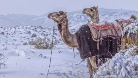 প্ৰকৃতিৰ আচৰিত লীলা! শুভ্ৰ বৰফে আৱৰিলে বালিৰ মৰুভূমি…...