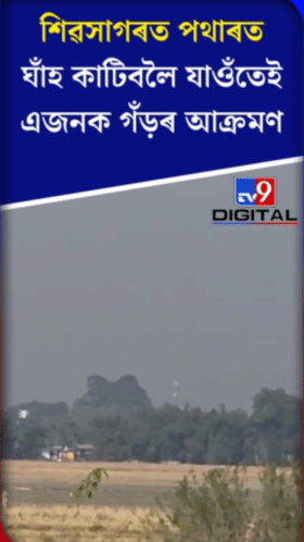 শিৱসাগৰত পথাৰত ঘাঁহ কাটিবলৈ যাওঁতেই এজনক গঁড়ৰ আক্ৰমণ...