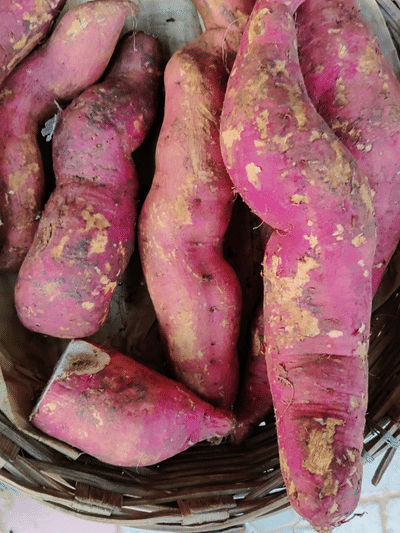 একেৰাহে ৩০ দিন মিঠা আলু খালে কি হ’ব? জানক ইয়াৰ গুণসমূহ…