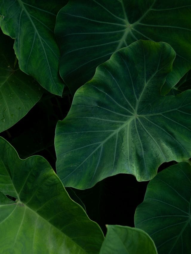 পাত কচুৰ উপকাৰিতাৰ বিষয়ে জানেনে আপুনি? জানিলে কেতিয়াও নকৰে উলাই