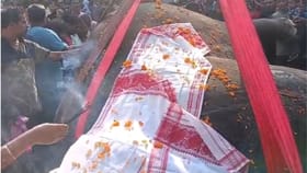 পলাশবাৰীত বিদ্যুৎস্পৃষ্ট হৈ বনৰীয়া হাতীৰ কৰুণ মৃত্যু