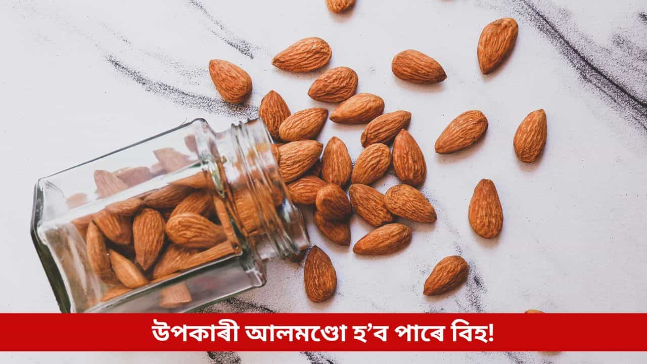 শীতৰ সময়ত সকলোৰে বাবে উপকাৰী নহয় আলমণ্ড, এনে সমস্যা থাকিলে হ’ব পাৰে বিহৰ সমান! শীতৰ সময়ত সকলোৰে বাবে উপকাৰী নহয় আলমণ্ড, এনে সমস্যা থাকিলে হ’ব পাৰে বিহৰ সমান!