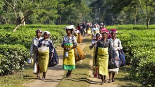 বাগিচাৰ শ্ৰমিকক ভূমি পট্টা প্ৰদান সন্দৰ্ভত চৰকাৰৰে আলোচনা বিচাৰিছে চাহ কোম্পানীয়ে