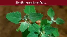 ভতুৱা শাকৰ ৮টা উপকাৰী গুণ কি কি? জানক সকলো...