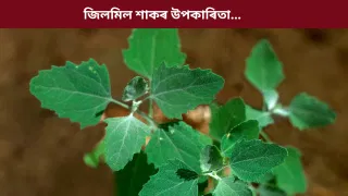 ছালৰ পৰা ব্লাড চুগাৰ নিয়ন্ত্ৰণলৈ…ভতুৱা শাকৰ ৮টা উপকাৰী গুণ কি কি, জানক…