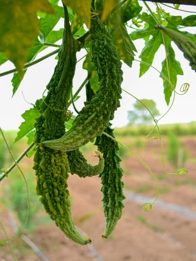 ডায়েবেটিছত মহৌষধি হ’ব পাৰে ডায়েবেটিছ, এইদৰে ব্যৱহাৰ কৰিলে পাব সুফল
